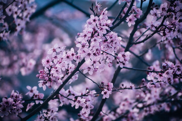 cherry blossoms