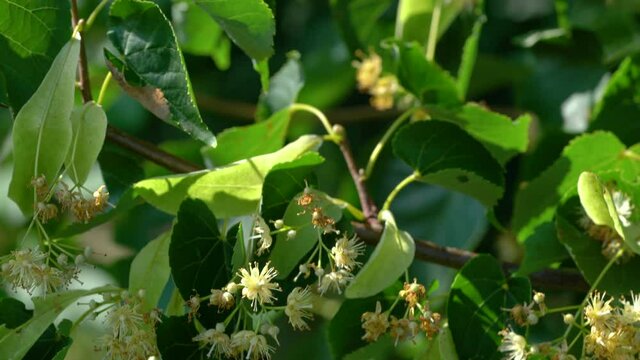Picking Small-Leaved Lime flowers for tea (Tilia cordata) - (4K)