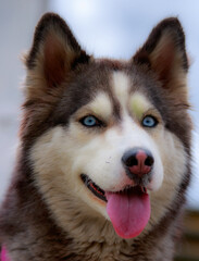alaska malamut portrait