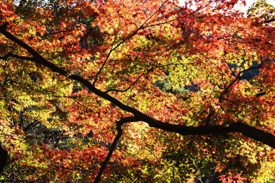 Best 大垣城 Images Stock Photos Vectors Adobe Stock