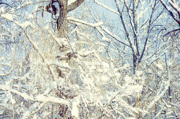 Winter landscape - snow and icicles on tree branches sparkle in the rays of the bright sun