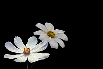 Fototapeta na wymiar Summer flowers, white cosmos flowers, isolated on black background - in Latin Cosmos Bipinnatus