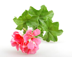 Closeup shot of geranium pelargonium flowers isolated on a white background