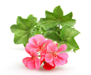 Closeup shot of geranium pelargonium flowers isolated on a white background