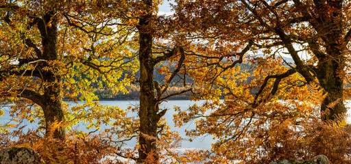 Autumn Colour on the bank of Loch Garry Scottish Highlands and Islands