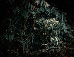 catbird in forest