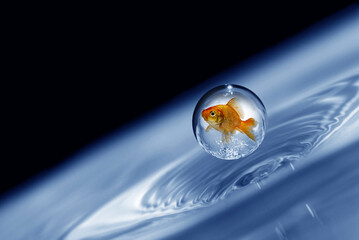  goldfish trapped in a droplet