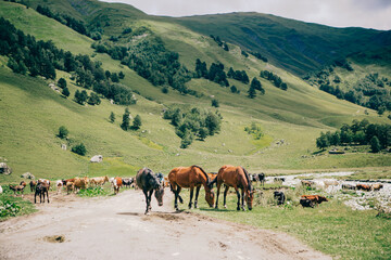 Fototapeta na wymiar Mountains of the Caucasus. Travel to Arkhyz. Fascinating views