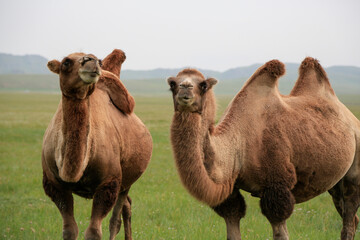Bactrian Camels, Hovsgol Province, Northern mongolia