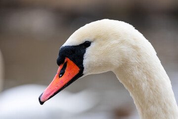 Swan