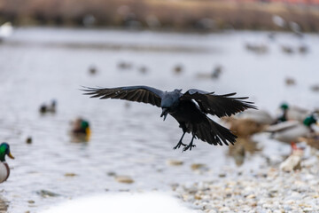 Crow