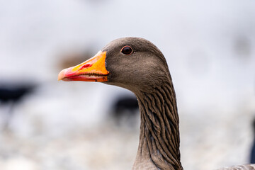 Goose Head