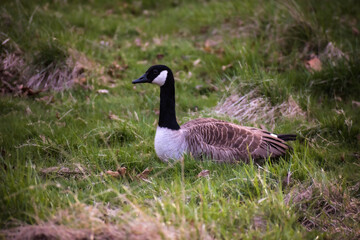 country goose in grass