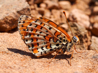 Spotted Fritillary (Melitaea didyma)