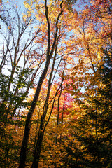 autumn in the forest