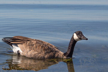 Obraz premium Canada Goose resting on calm waters of the sea, isolated, selective focus, copy space, close up,