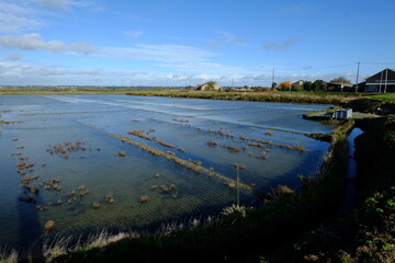 The salt marshes of Guérande in the west of France.