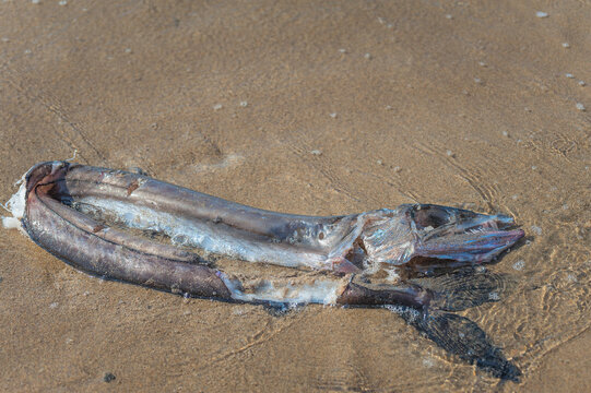 Remains of Lancet Fish washed ashore