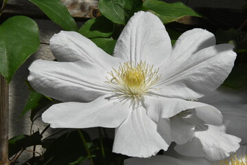 Powojnik, clematis