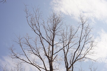 old big bare tree in blue sky with white clouds
