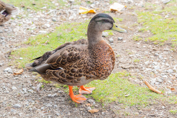 female mallard duck goes on the ground, isolated, selective focus, close up, copy space,