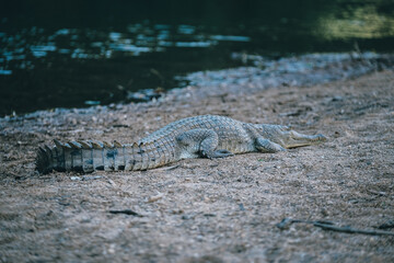 a large reptile on a sandy surface