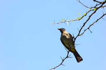 Black-eyed Bulbul Bird With Insect (Pycnonotus tricolor), Marble Hall, South Africa