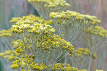 Obraz premium Hottentot's Tea Plant Flower Clusters (Helichrysum nudifolium), Pretoria, South Africa