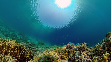 Reef Coral Tropical Garden. Tropical underwater sea fish. Colourful tropical coral reef. Philippines.