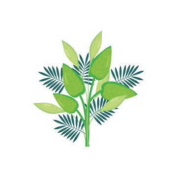 tropical leaves icon, colorful design