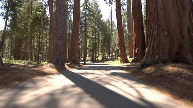 Sequoia National Park Driving Plate Crescent Meadow Rd Westbound 07 Parker Group In Sierra Nevada Mts California