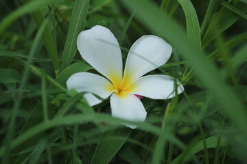 closeup shot of single White Plumeria Champa fragrant flower on the garden. closeup shot of single White Plumeria Champa fragrant flower fallen on the grass