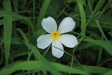 closeup shot of single White Plumeria Champa fragrant flower on the garden. closeup shot of single White Plumeria Champa fragrant flower fallen on the grass