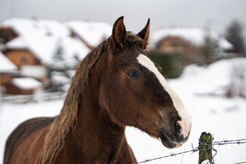 Obraz na płótnie Canvas Portrait of horse in winter season with snow