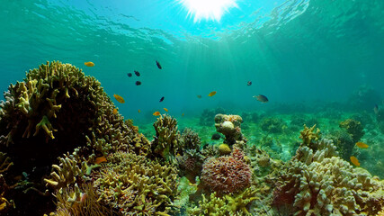 Tropical coral reef seascape with fishes, hard and soft corals. Philippines.
