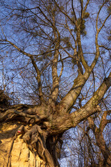 Discovered tree roots on the walls of a picturesque ravine. Kaziemierz Dolny, Poland