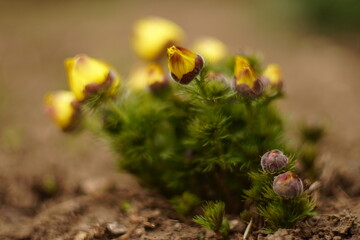 Yellow flowers adonis vernalis grow in the soil.