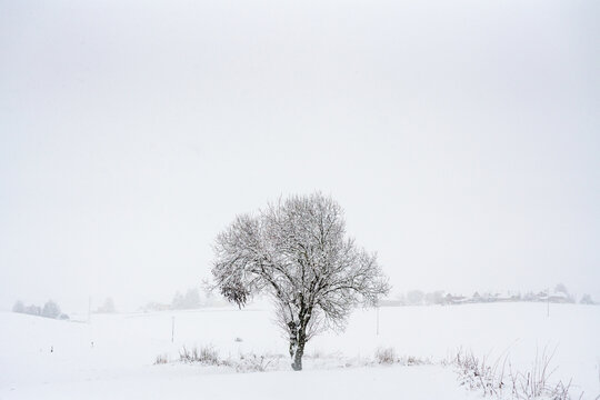 Camporovere, altopiano di asiago under teh snow