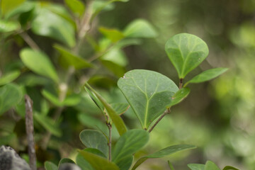 Fototapeta na wymiar Tabat barito atau Ficus deltoidea plant in wild