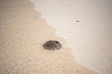 sand dollar