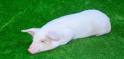 Little pig lies on green grass