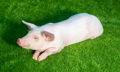 Little pig lies on green grass