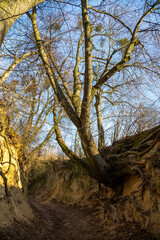 Discovered tree roots on the walls of a picturesque ravine. Kaziemierz Dolny, Poland