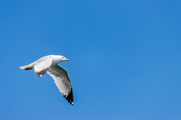 Lone Seagull flying high on a blue sky