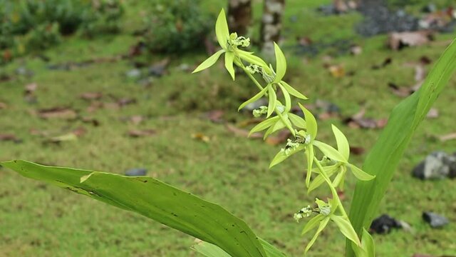 Borneo Black Orchid or Coelogyne pandurata is blooming.