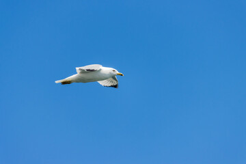 Lone Seagull flying high on a blue sky