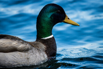 Fototapeta premium Mallard ducks in blue water