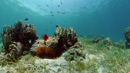 Tropical coral reef seascape with fishes, hard and soft corals.