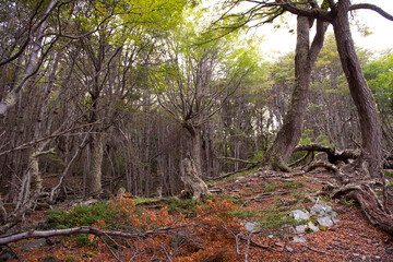 Fototapeta premium trees in the forest
