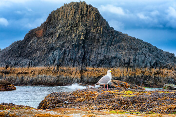 Obraz premium Seagull on Rock at beach